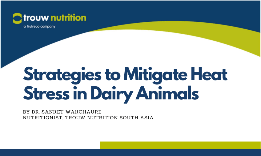 Preventing heat stress in farm animals | Meath Chronicle Preventing heat stress in farm animals | Meath Chronicle