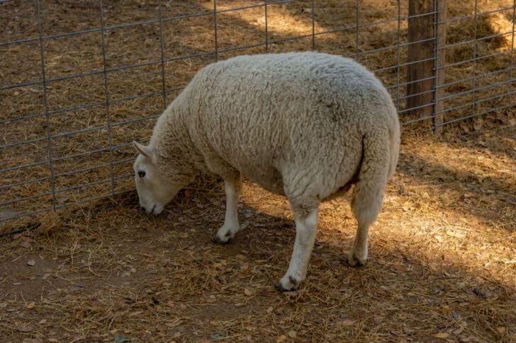 7 Tips for Putting Healthy Weight on Sheep and Lambs