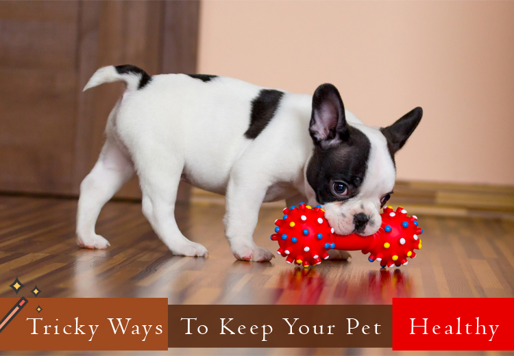 5 ways to keep your dog healthy for life