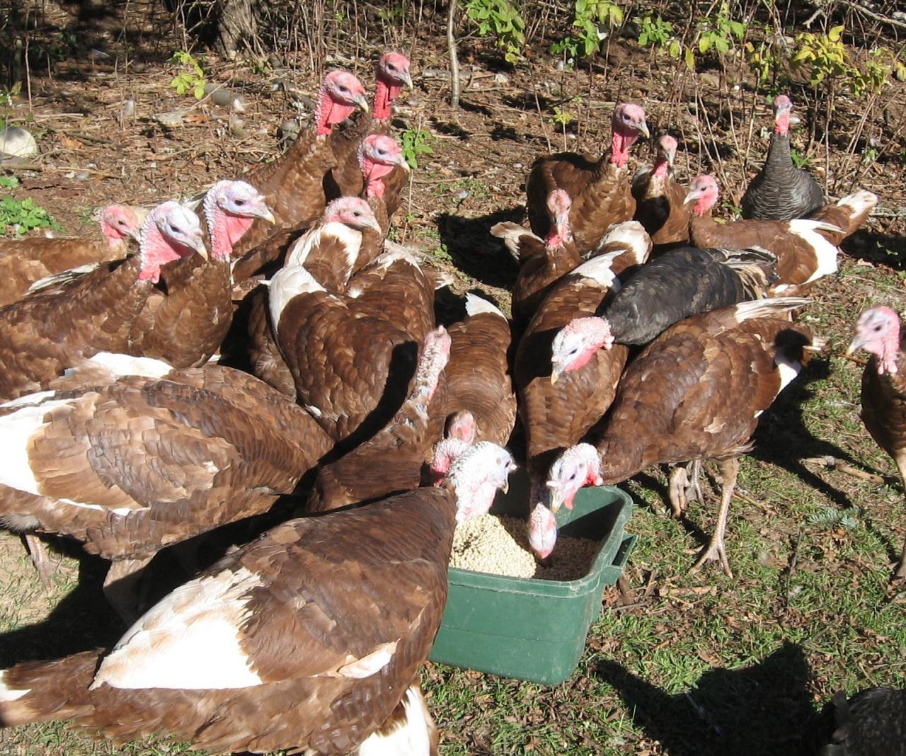 Feeding Turkeys: What Can Turkey Eat?