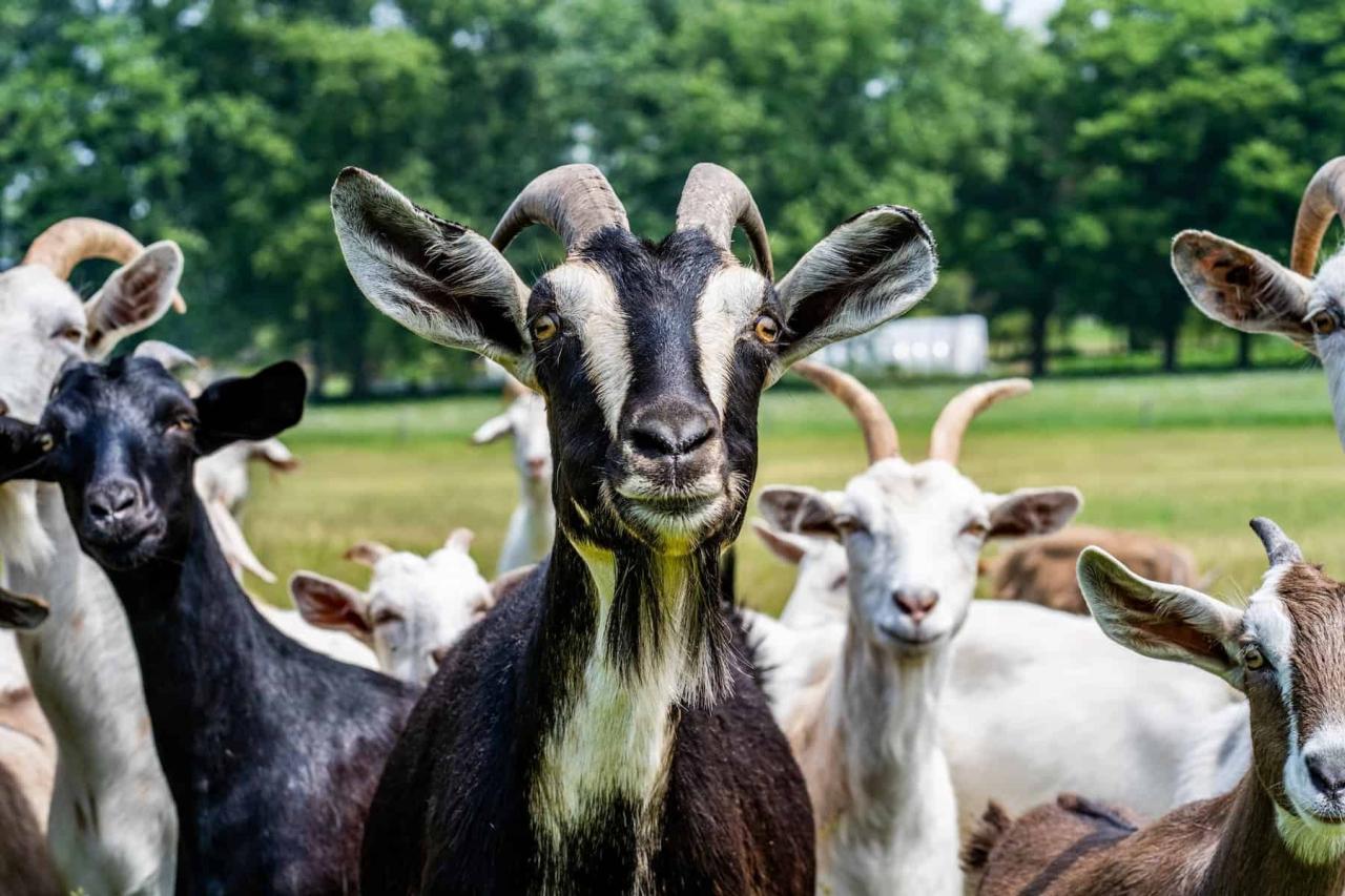 When to breed goats | Simple Living Country Gal When to breed goats | Simple Living Country Gal