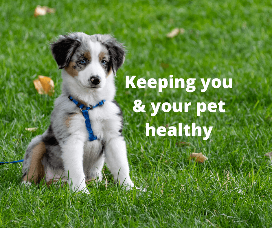 How to Keep Your Pet Healthy and Safe this Summer