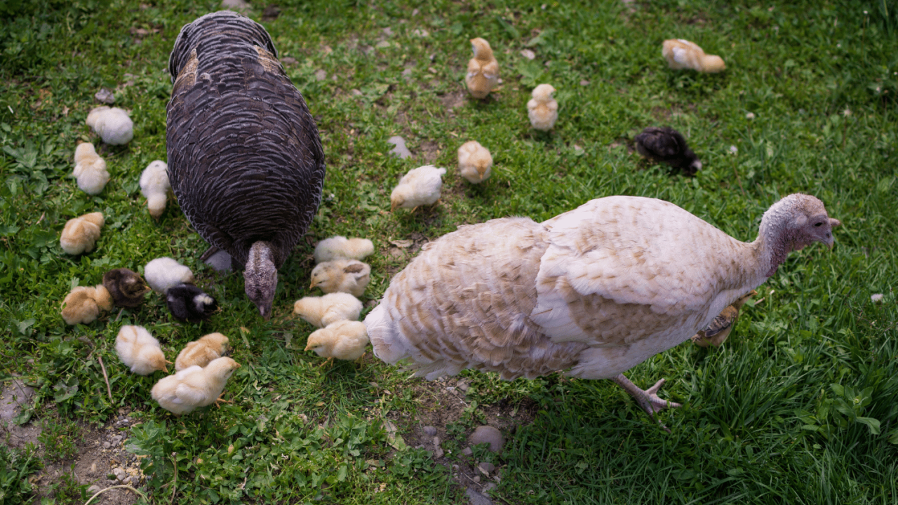 Daily Diet, Treats, And Supplements For Turkeys - The Open Sanctuary ...