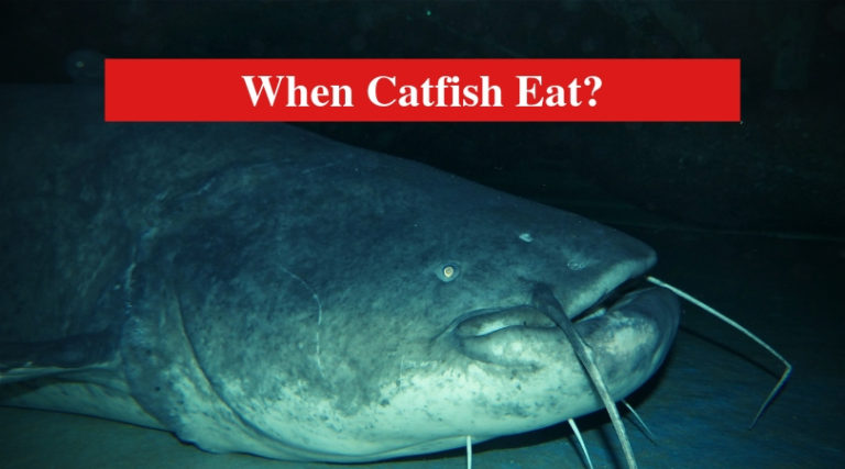 Catfish Feeding Patterns: When Catfish Eat? - HookedOnCatfish Catfish Feeding Patterns: When Catfish Eat? - HookedOnCatfish