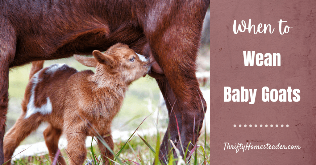 When to Wean Baby Goats