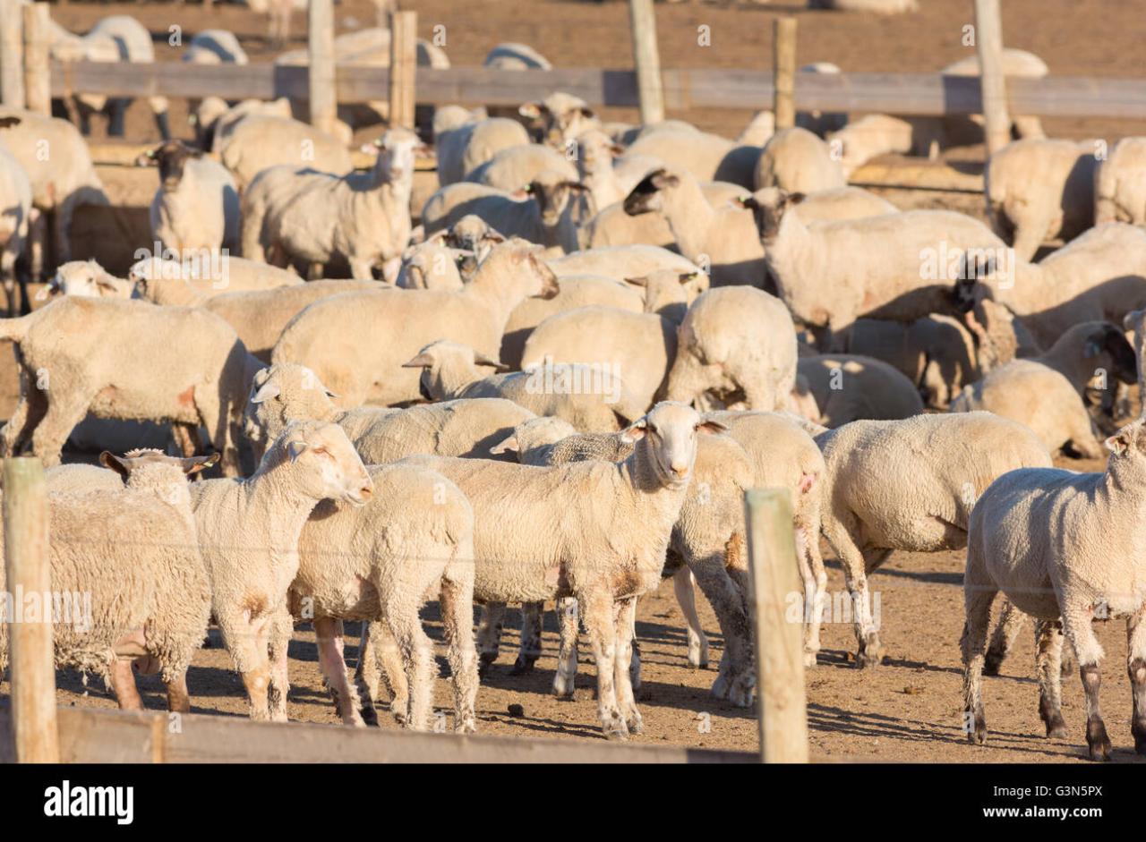 A commercial feedlot to fatten sheep before heading to slaughter ...