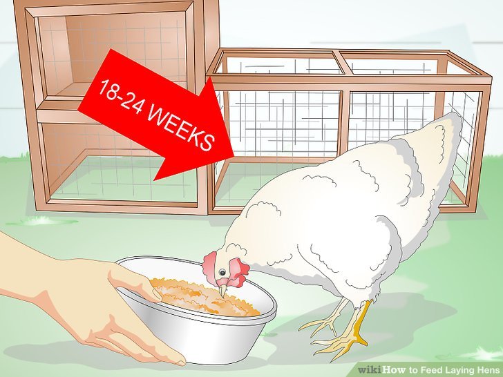 How to Feed Laying Hens: 11 Steps (with Pictures) - wikiHow
