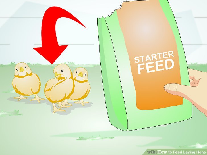 How to Feed Laying Hens: 11 Steps (with Pictures) - wikiHow