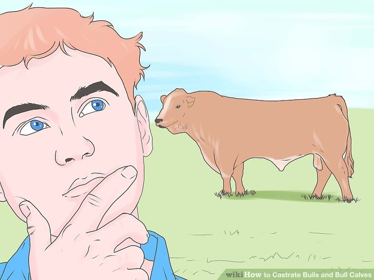 Band (castrate) a bull calf : howto