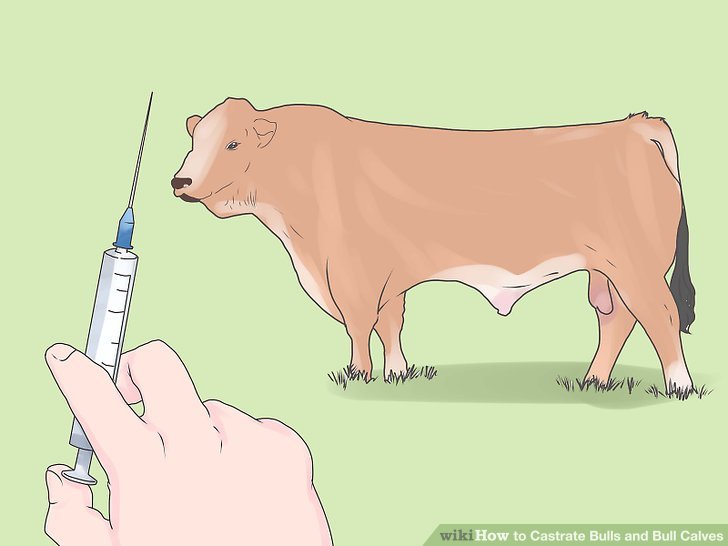How To Castrate A Calf - Hobby Farms