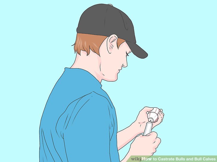3 Ways to Castrate Bulls and Bull Calves - wikiHow