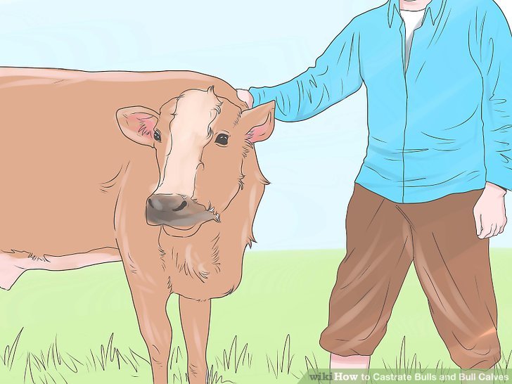 How to Castrate a 450+ Pound Bull Calf - Humanely Using Elastrator Tool ...