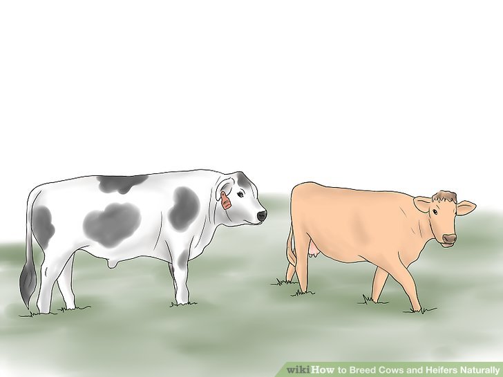 How to Breed Cows and Heifers Naturally: 6 Steps (with Pictures) How to Breed Cows and Heifers Naturally: 6 Steps (with Pictures)