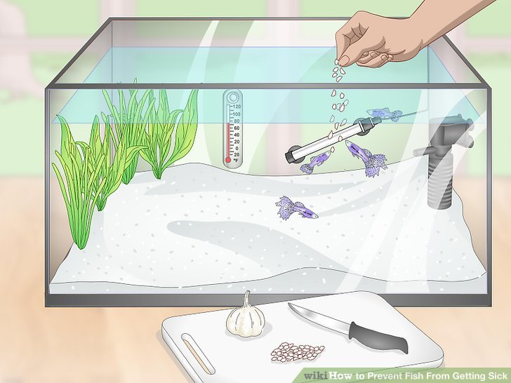 3 Ways to Prevent Fish From Getting Sick - wikiHow