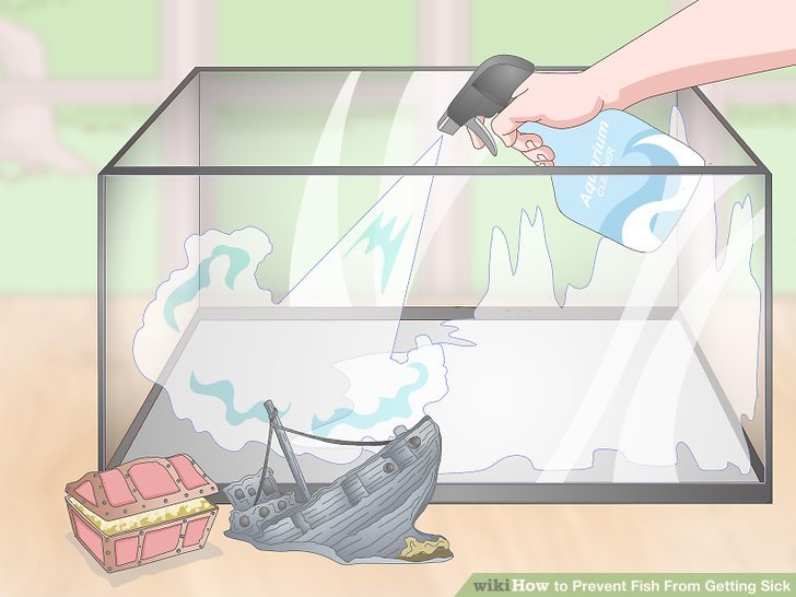 3 Ways to Prevent Fish From Getting Sick - wikiHow