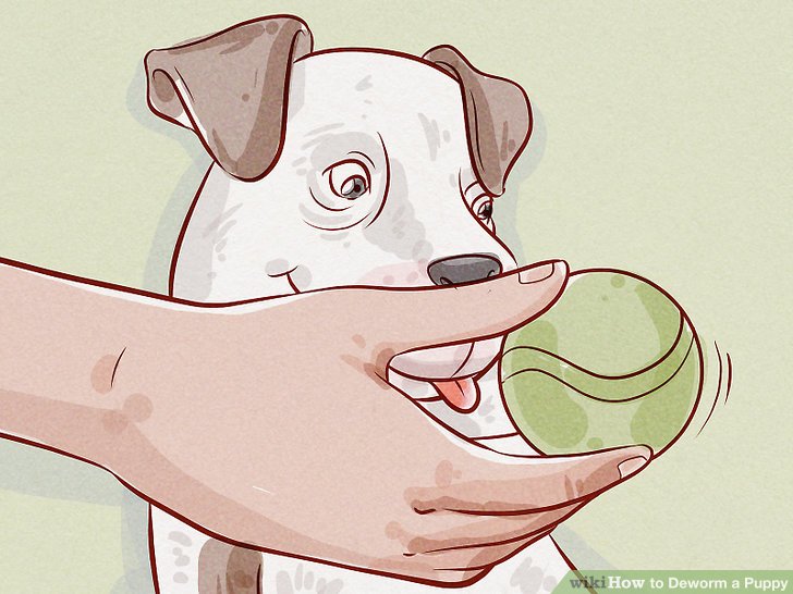 How to Deworm a Puppy: 13 Steps (with Pictures) - wikiHow How to Deworm a Puppy: 13 Steps (with Pictures) - wikiHow