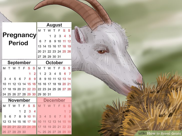 4 Ways to Breed Goats - wikiHow Pet 4 Ways to Breed Goats - wikiHow Pet