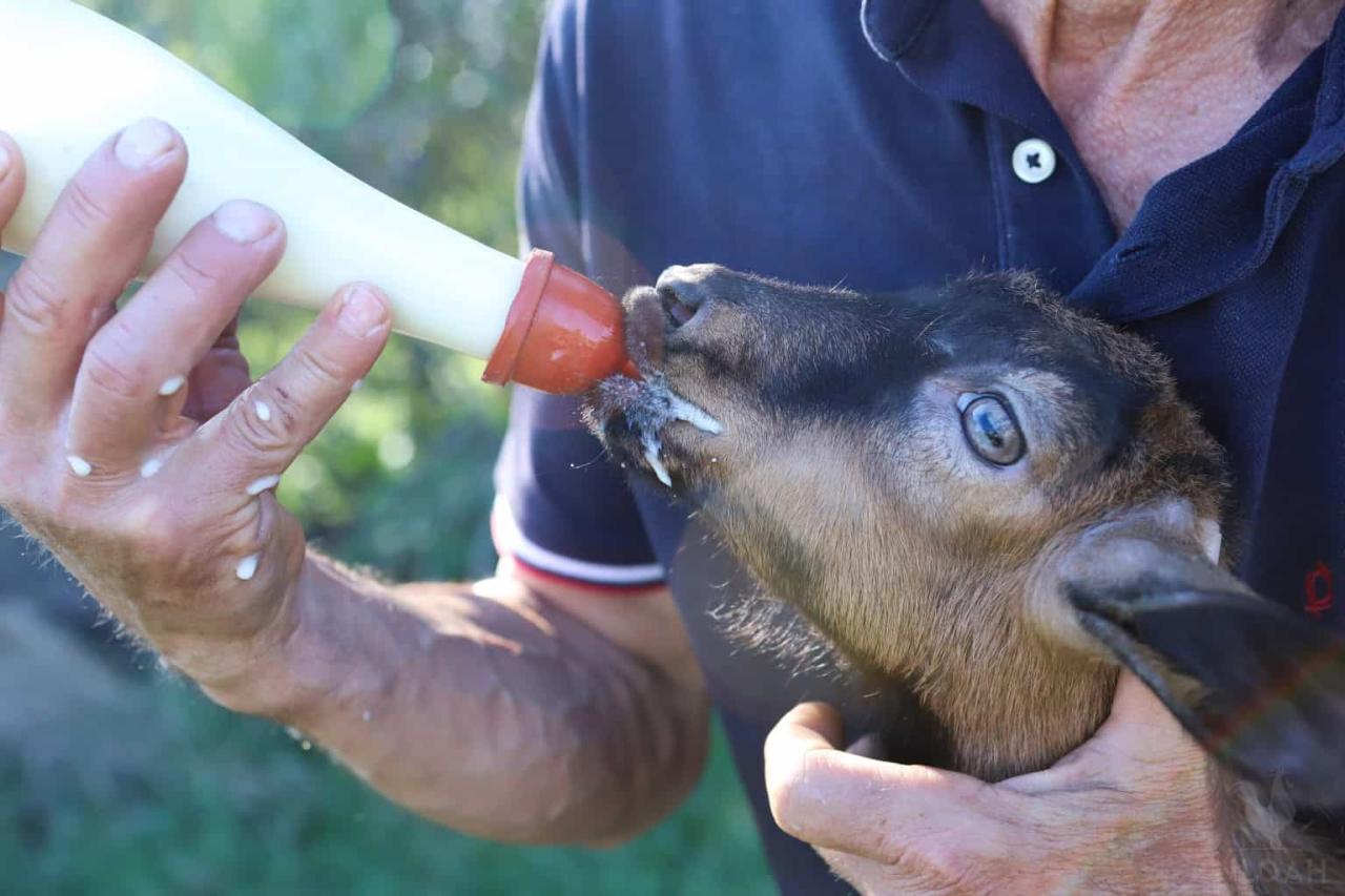 When to Wean Bottle Fed Goat Kids: Weaning Goat Kids