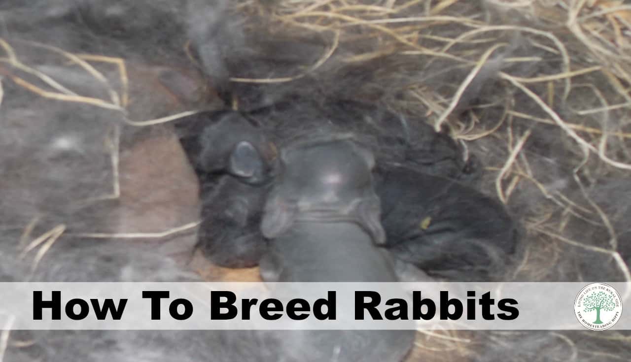 How to Breed Rabbits (with Pictures) - wikiHow