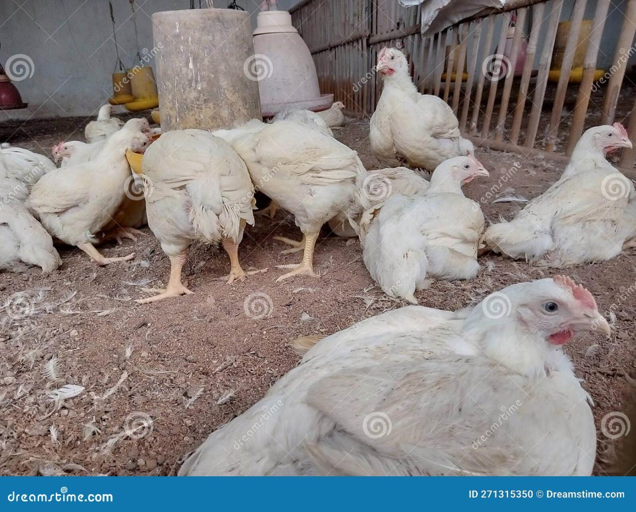 Broiler Chickens Eat Feed in a Suspended Feeder Stock Photo - Image of ...