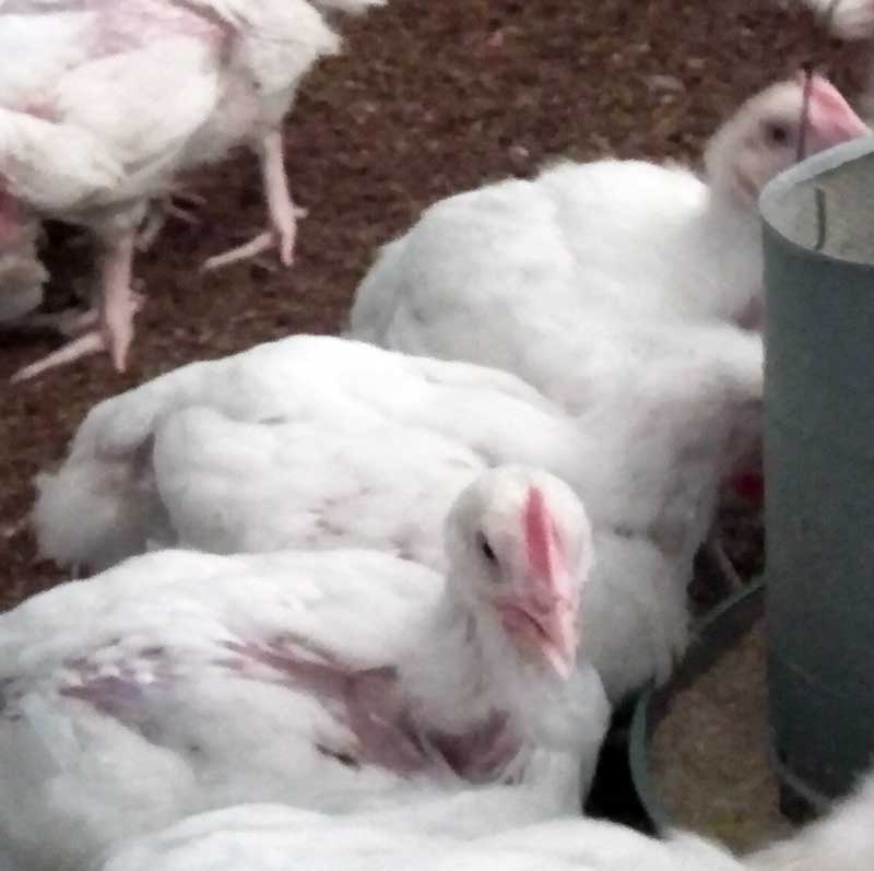 5 Ways You Can Use To Stop Your Broiler Chickens From Dying At 4 Weeks ...