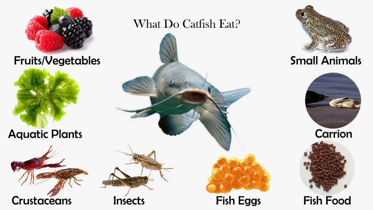 How to feed catfish