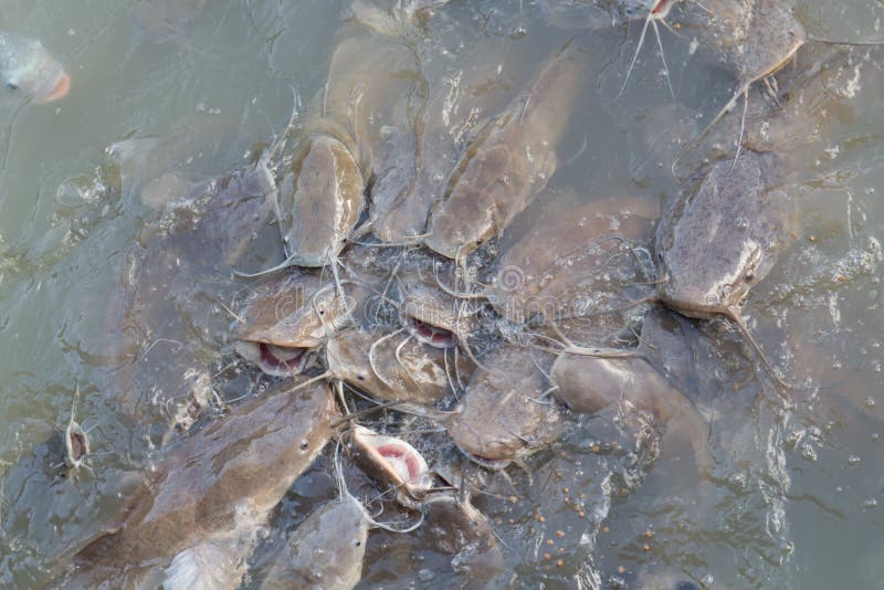 Catfish fish eat feed stock photo. Image of nature, fish - 39995624 Catfish fish eat feed stock photo. Image of nature, fish - 39995624