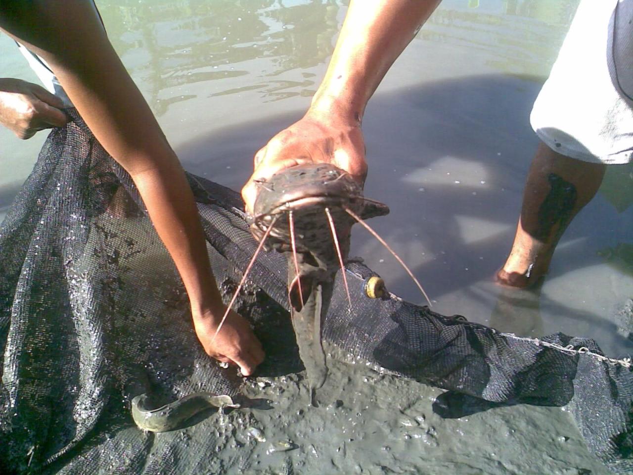 Qualified Fish Feed Extruders and Feed Production Line by Expert ... Qualified Fish Feed Extruders and Feed Production Line by Expert ...