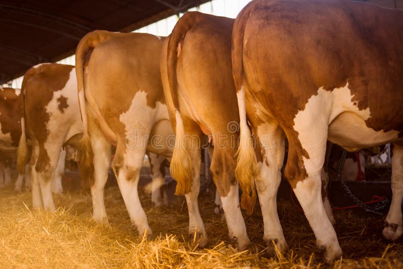 Focus on Getting Cows Bred Early in the Breeding Season - VitaFerm Focus on Getting Cows Bred Early in the Breeding Season - VitaFerm