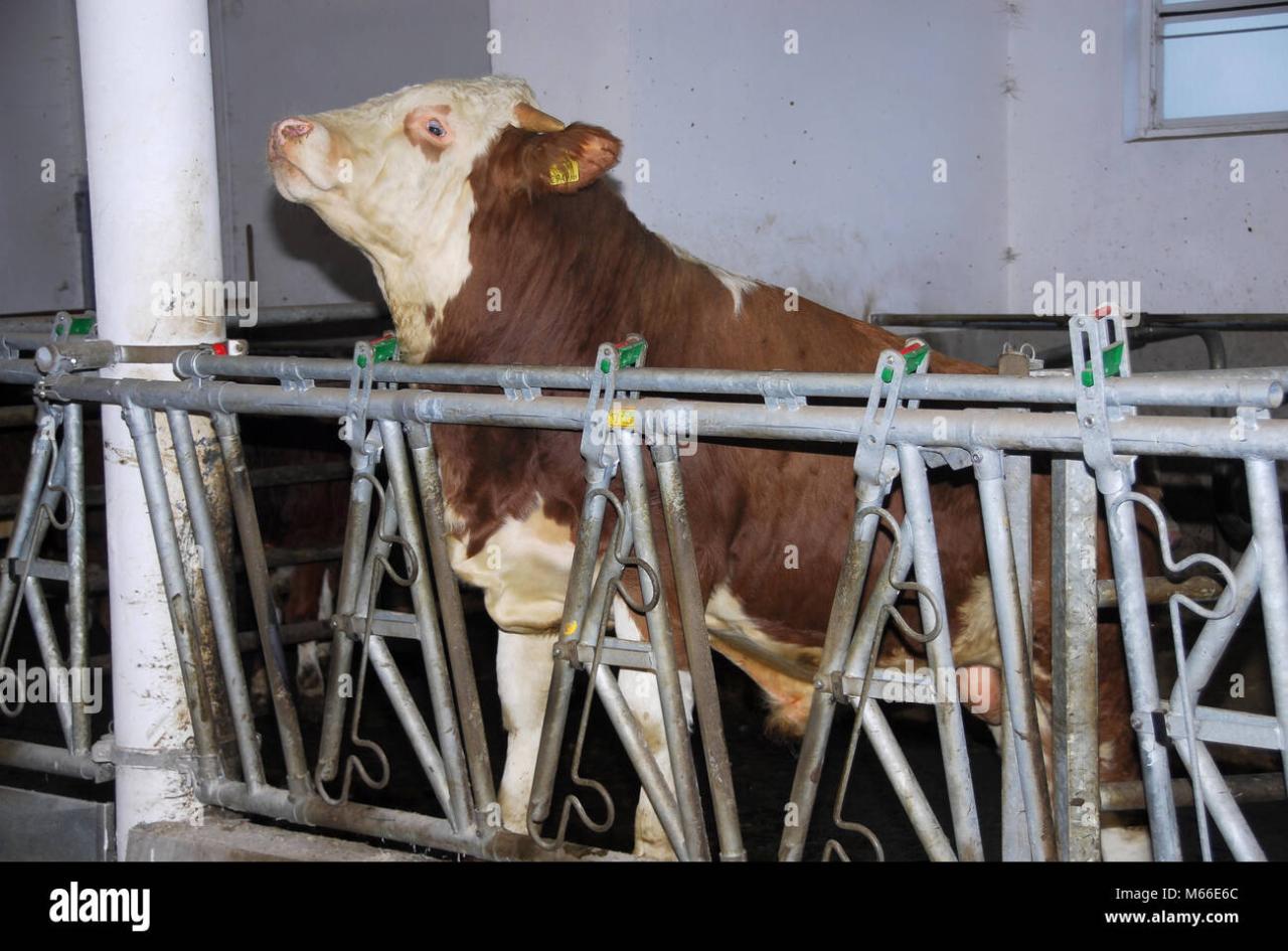 Cattle fattening 72 Stock Photo - Alamy