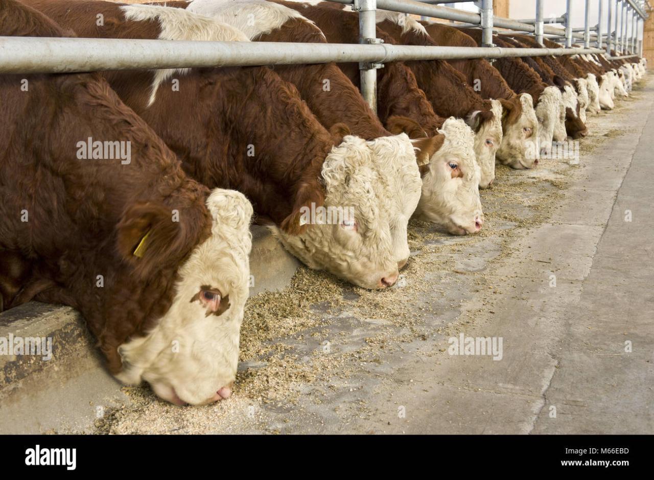 How to fatten cattle