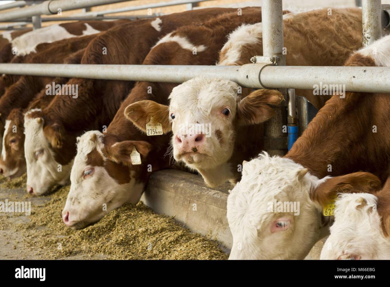 Cattle fattening 53 Stock Photo - Alamy