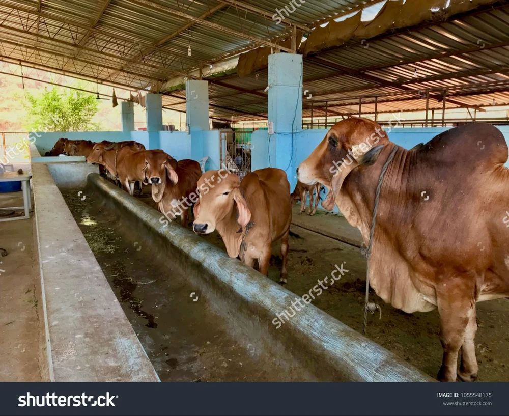 Cattle Shed Construction at ₹ 200/sq ft | Dairy Farm Sheds in Ahmedabad ... Cattle Shed Construction at ₹ 200/sq ft | Dairy Farm Sheds in Ahmedabad ...