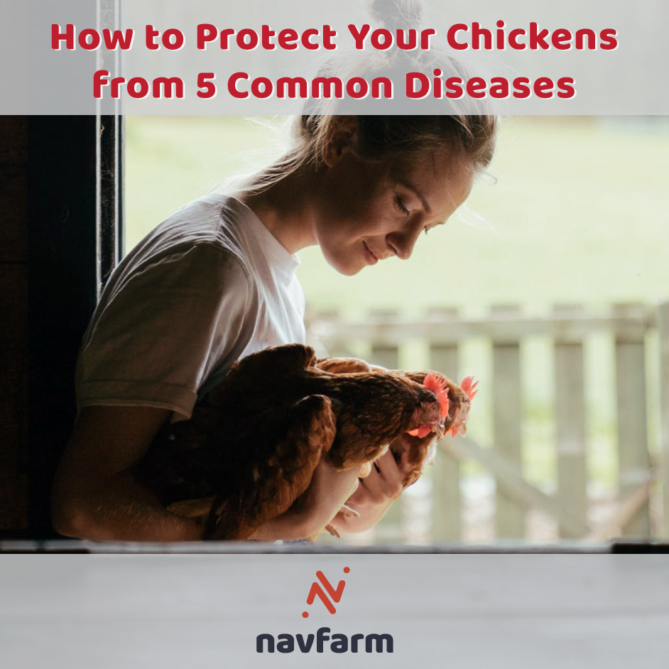 3 Ways to Prevent Diseases in Chickens - wikiHow Pet