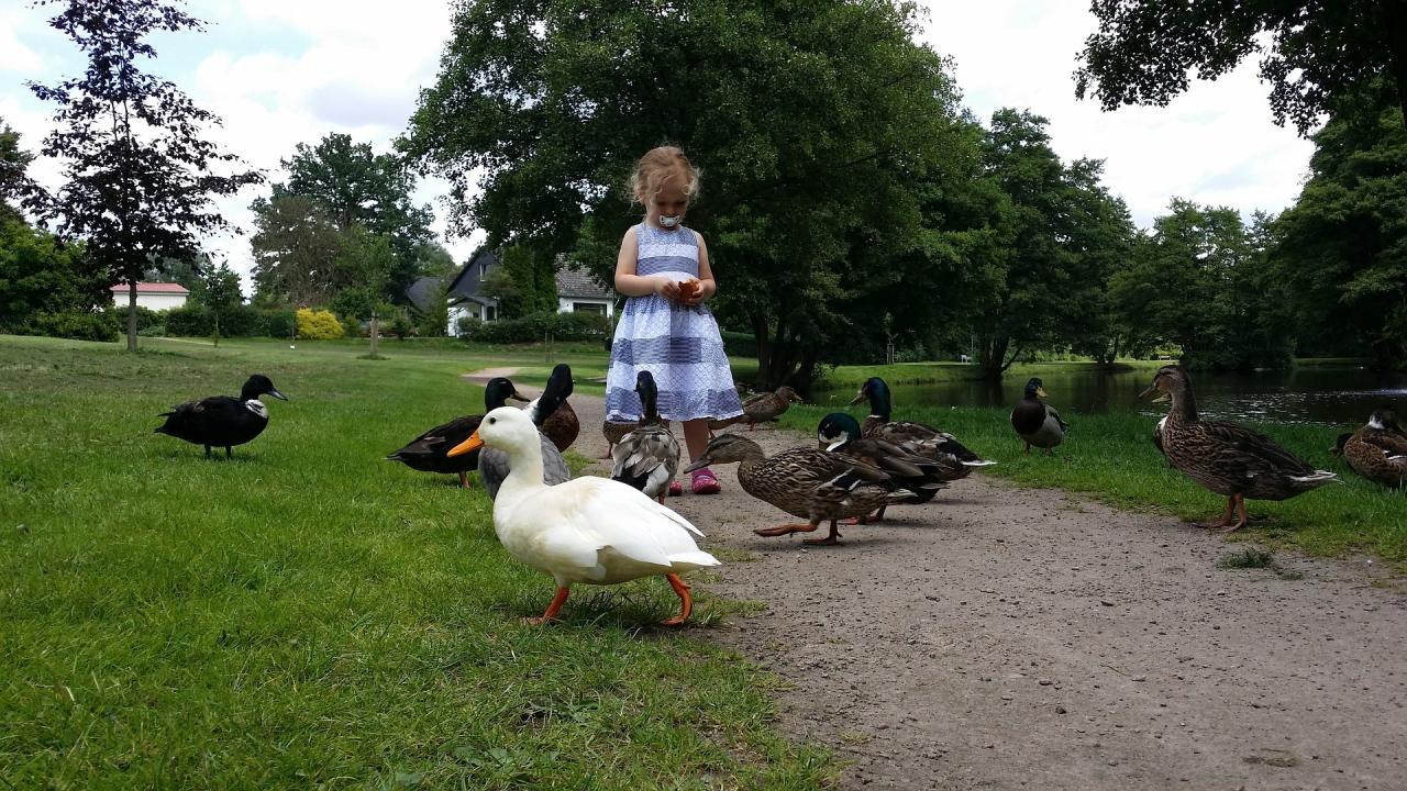 What to Feed Ducks : Feeding Ducks with Kids - The Kid Bucket List What to Feed Ducks : Feeding Ducks with Kids - The Kid Bucket List