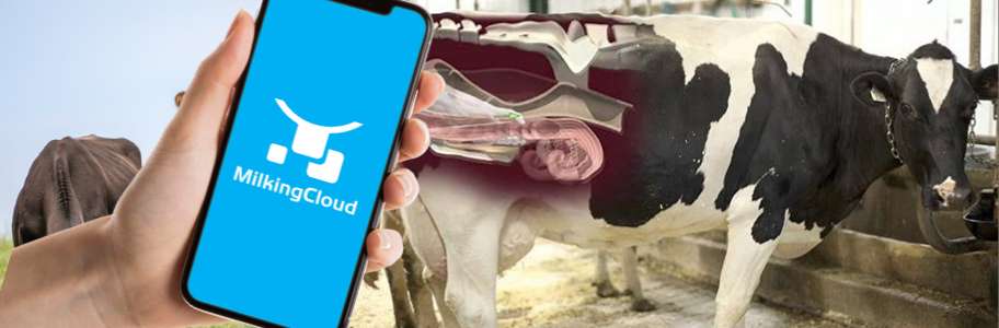 Cows in Heat | Blog | MilkingCloud