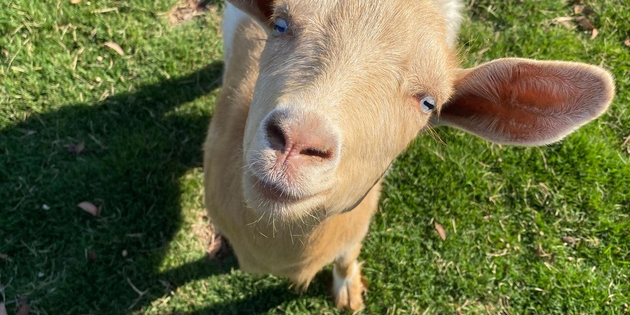 Goats For SALE