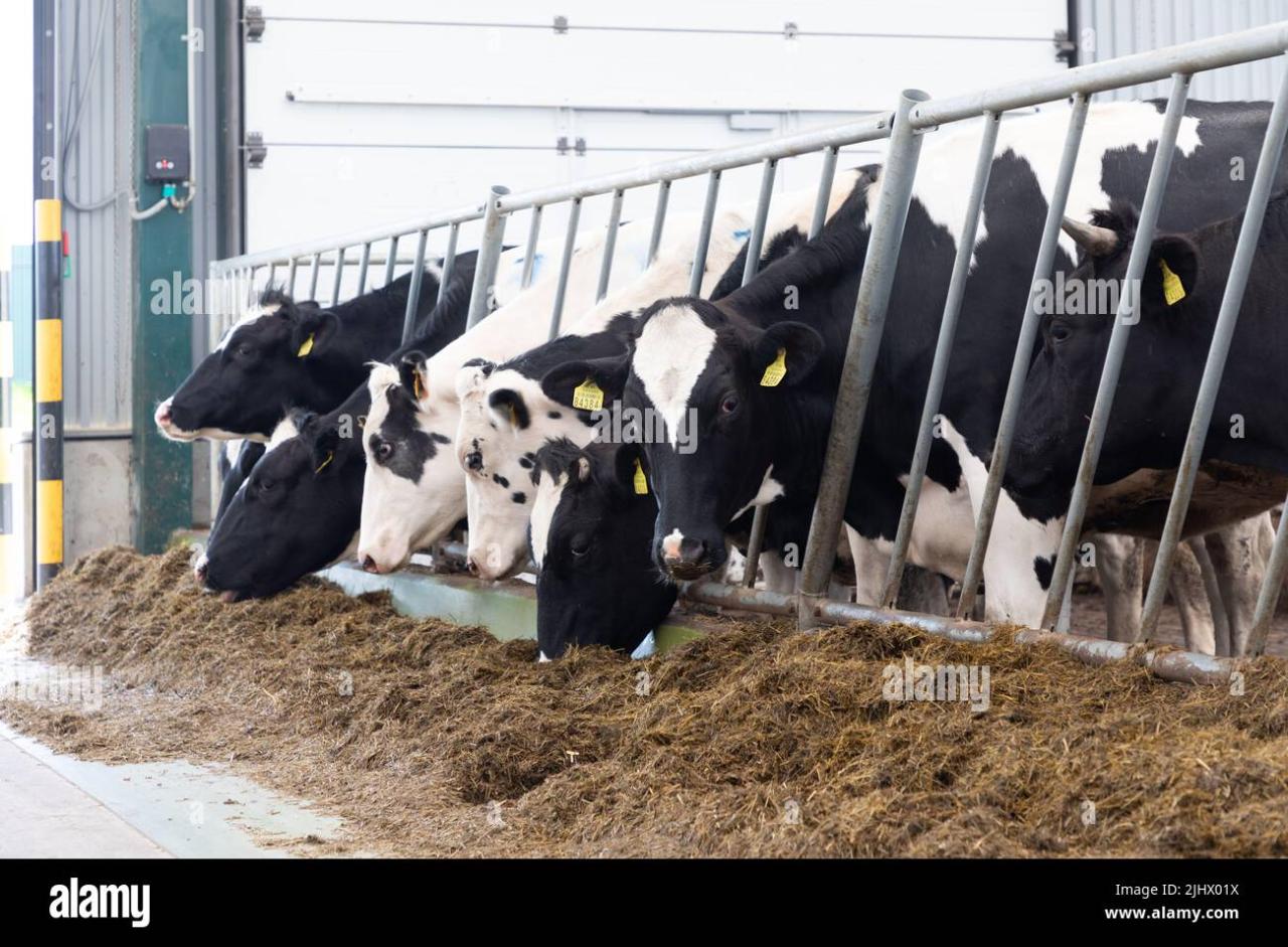 dairy cows eat compound feed on a modern dairy farm Stock Photo - Alamy