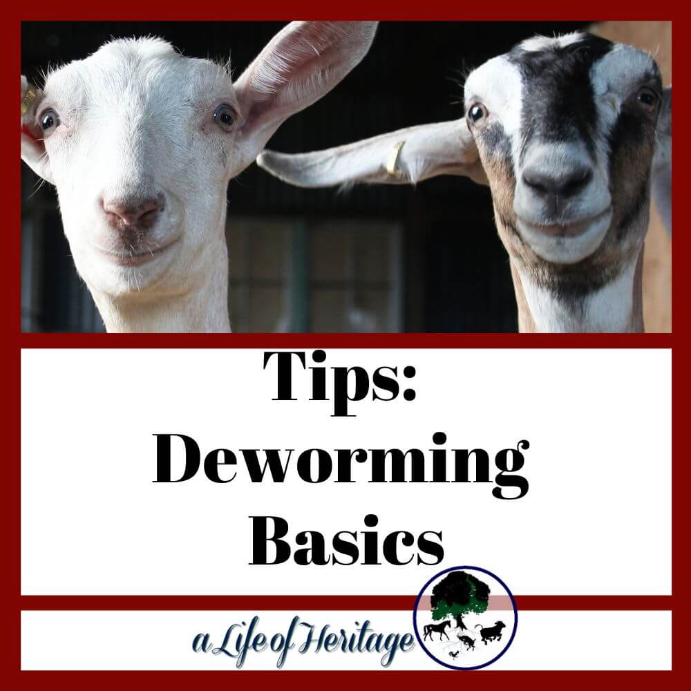 A Guide to Vaccinating and Deworming Goats