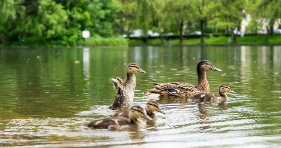 Best 15 DIY Duck Pond [Easy To Make] – craftydiyers.com
