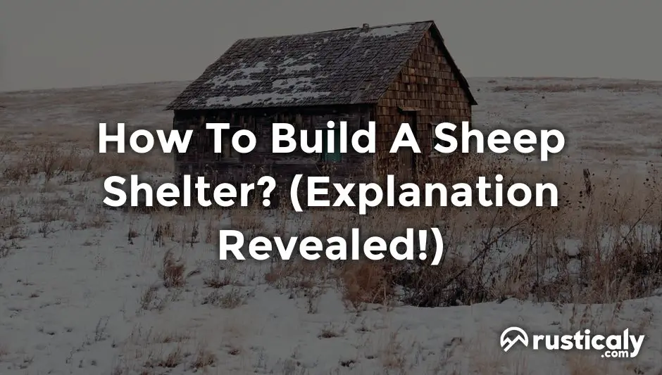 How To Build A Sheep Shelter? (Explained for Beginners) How To Build A Sheep Shelter? (Explained for Beginners)