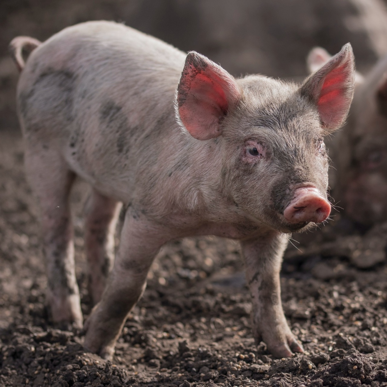 Best Ways to Fatten Up a Pig Best Ways to Fatten Up a Pig