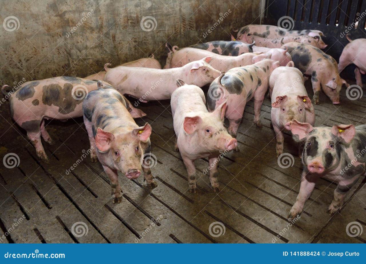 Fattening Pigs Relax In Water Against Hot Weather Royalty-Free Stock ... Fattening Pigs Relax In Water Against Hot Weather Royalty-Free Stock ...