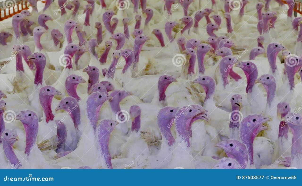 10 Fat Turkeys: Teaching Companion | 1 Week, craftivity + snack | TPT