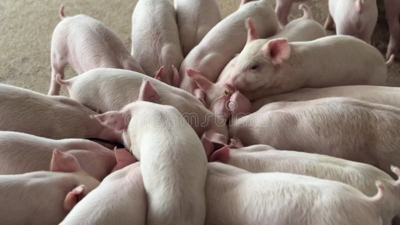 Fattening pig eating food stock footage. Video of swine - 316614696 Fattening pig eating food stock footage. Video of swine - 316614696