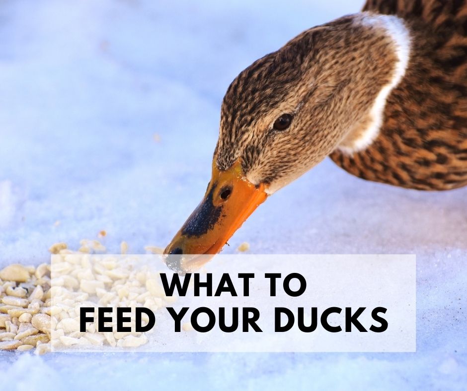 What to feed ducks – according to science What to feed ducks – according to science