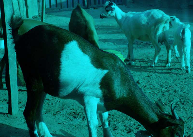 5 Solid Ways You Can Feed Your Goats And Maintain Good Health ...