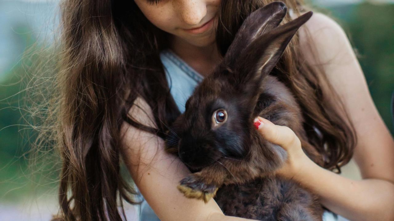 Feeding Rabbits | What To Feed Your Rabbit | Walkerville Vet