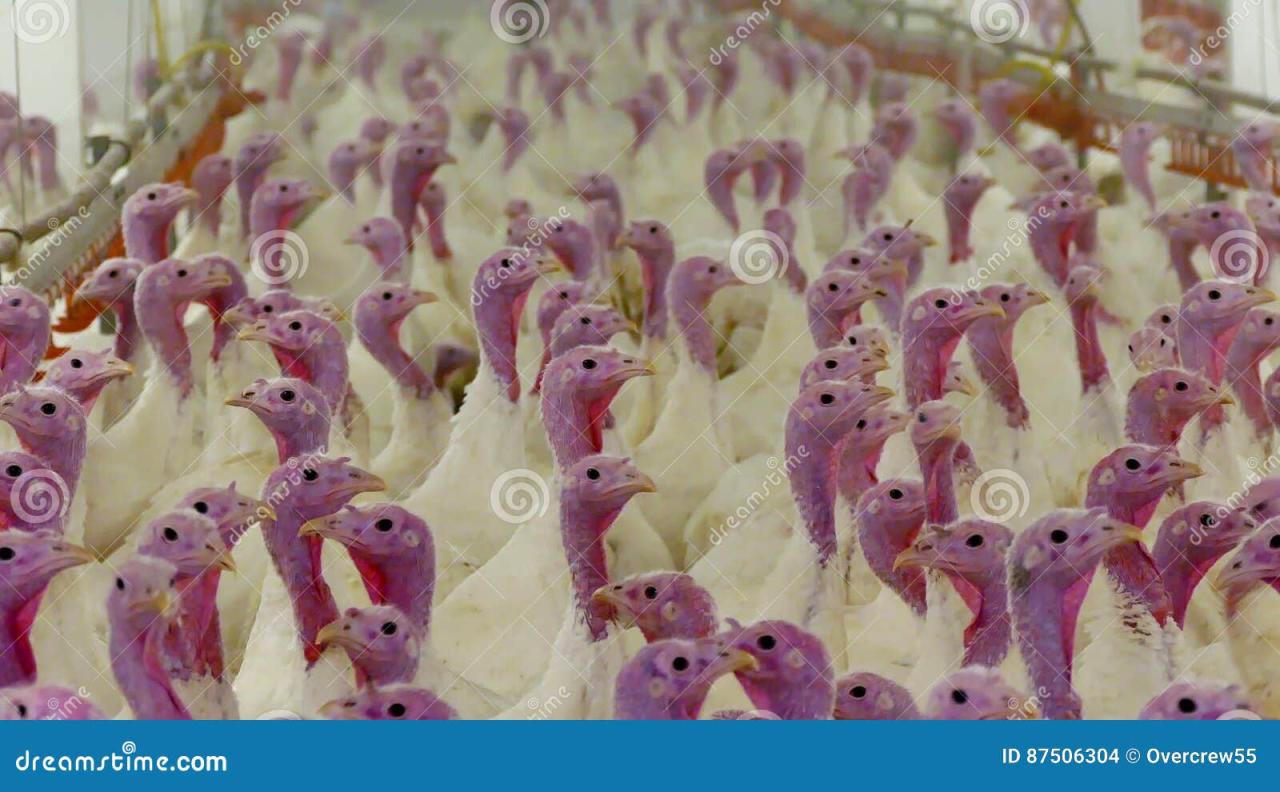 Waterman farm fattening up turkeys for the holidays – Shaw Local