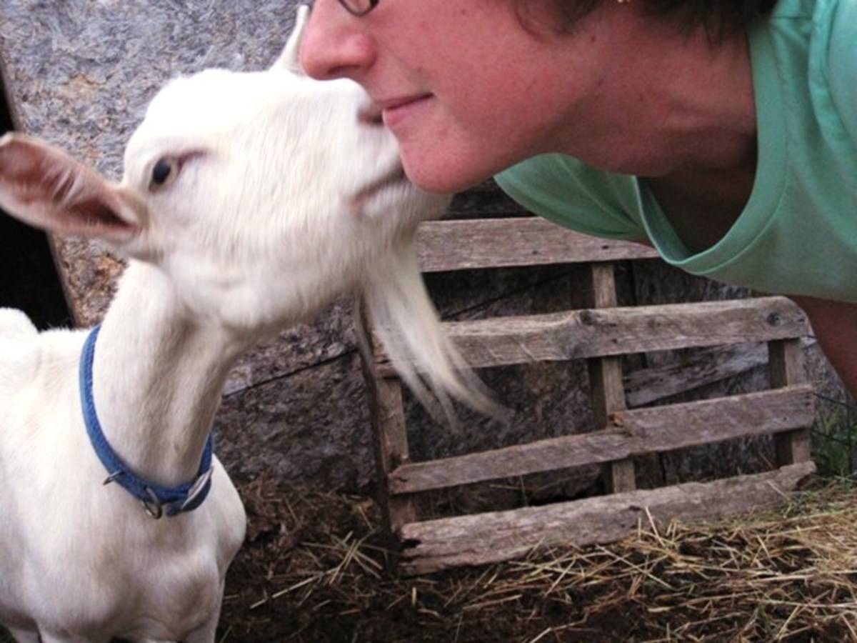 How To Prevent 15 Common Diseases In Goats